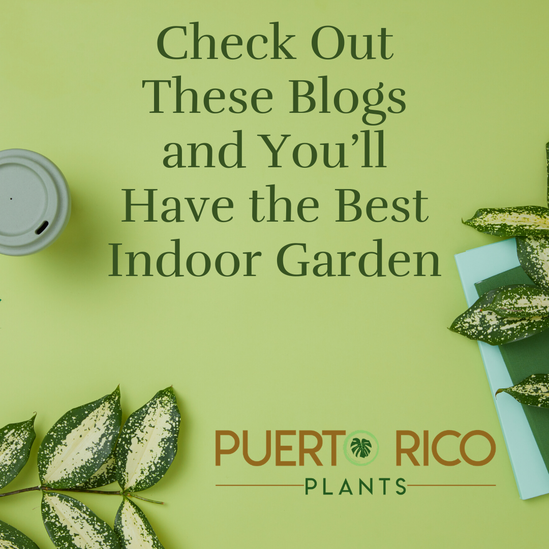 PuertoRico Plants