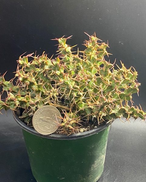 Euphorbia Mitriformis