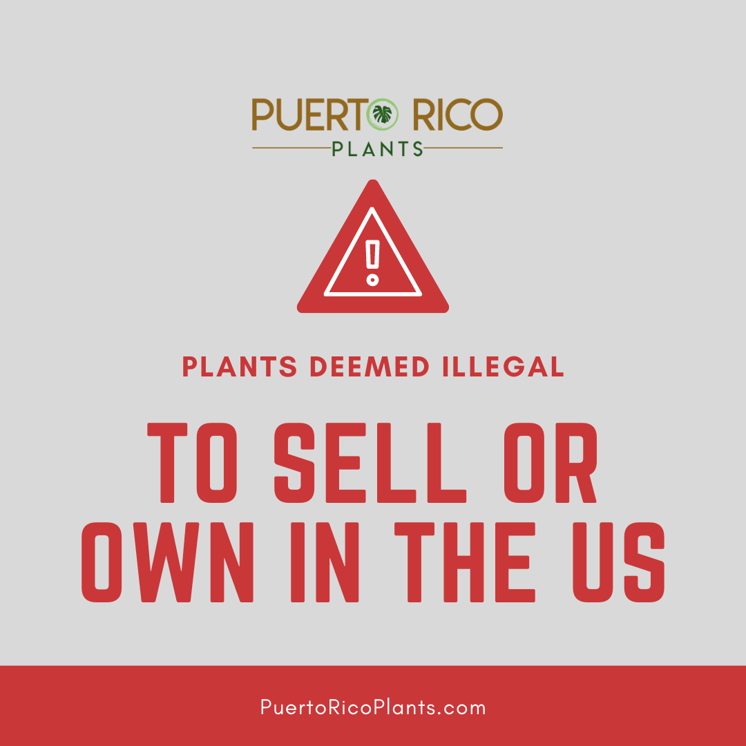 Illegal plants