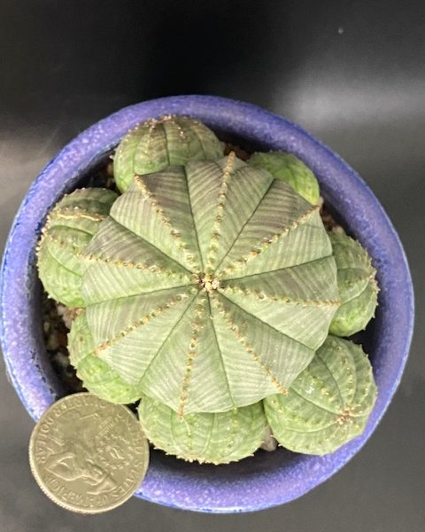 Euphorbia Obesa Cluster