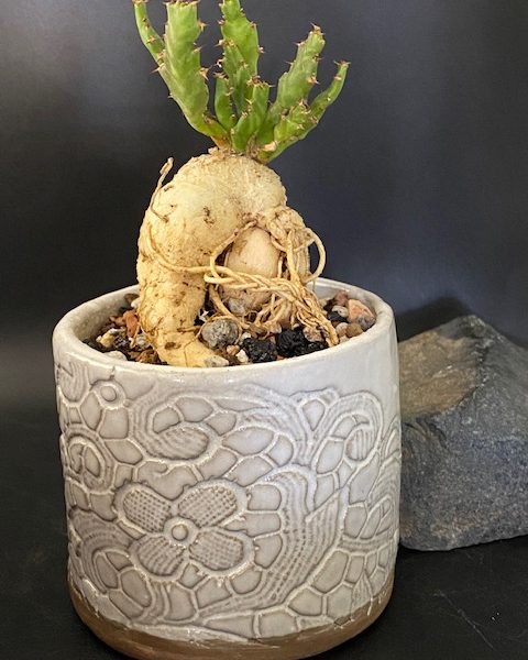 Euphorbia Stellata in handmade pot