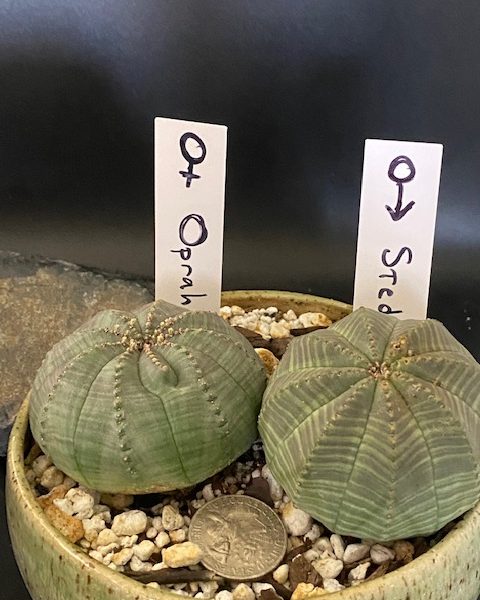 Euphorbia Obesa M-F Couple (Oprah and Stedman)