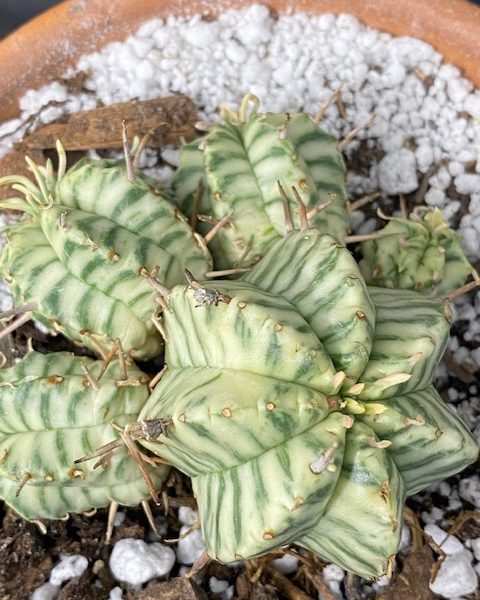Euphorbia Meloformis Variegated (4 pups)