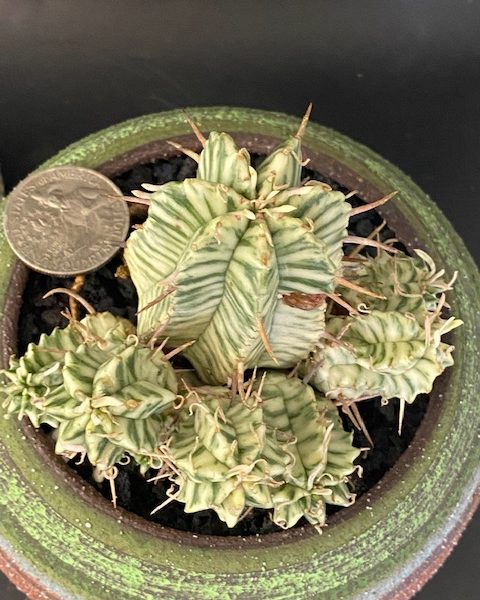 Euphorbia Variegated Meloformis (7 pups)