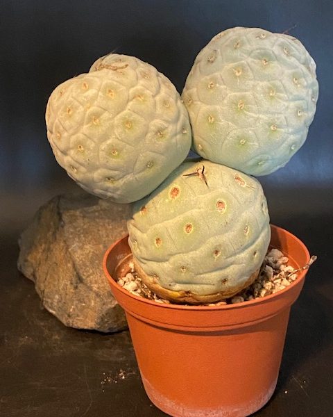Tephrocactus Geometricus (3 balls)