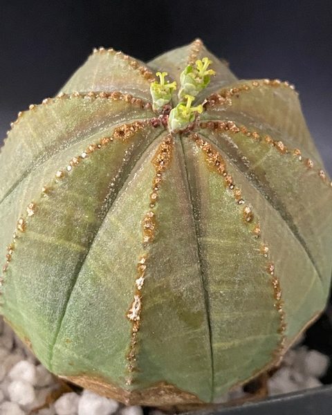 Euphorbia Obesa (Female)